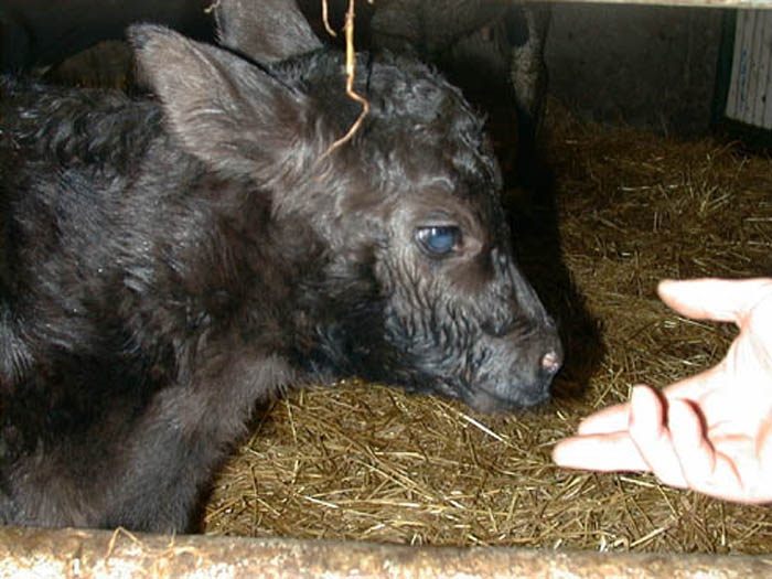 Twin calf at Helen Bradfield Hennessy's.jpg 73.0K